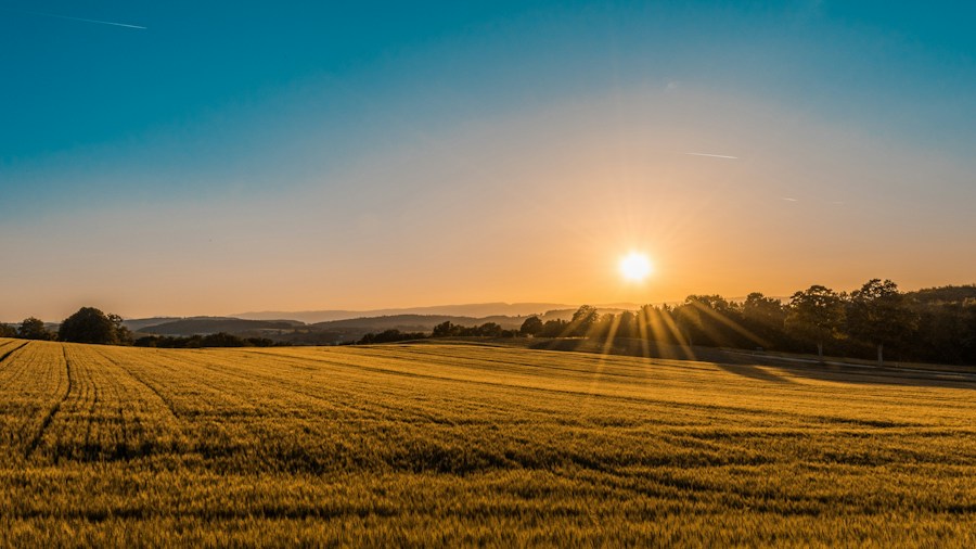 Agricultural fields at sunrise
