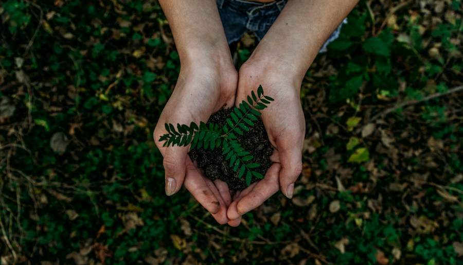 Hands planting a young tree